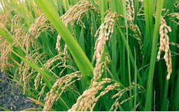 沃得集團為優秀的大學生發放獎學金