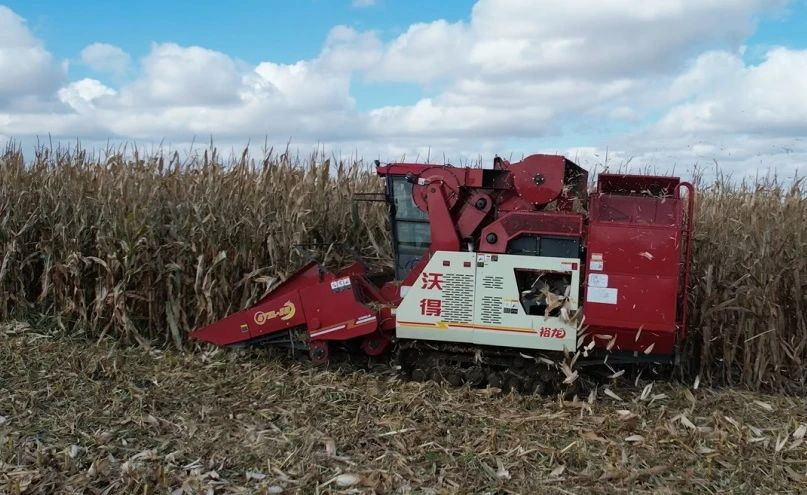 硬實力！玉米地里“顯身手”——沃得履帶式玉米機