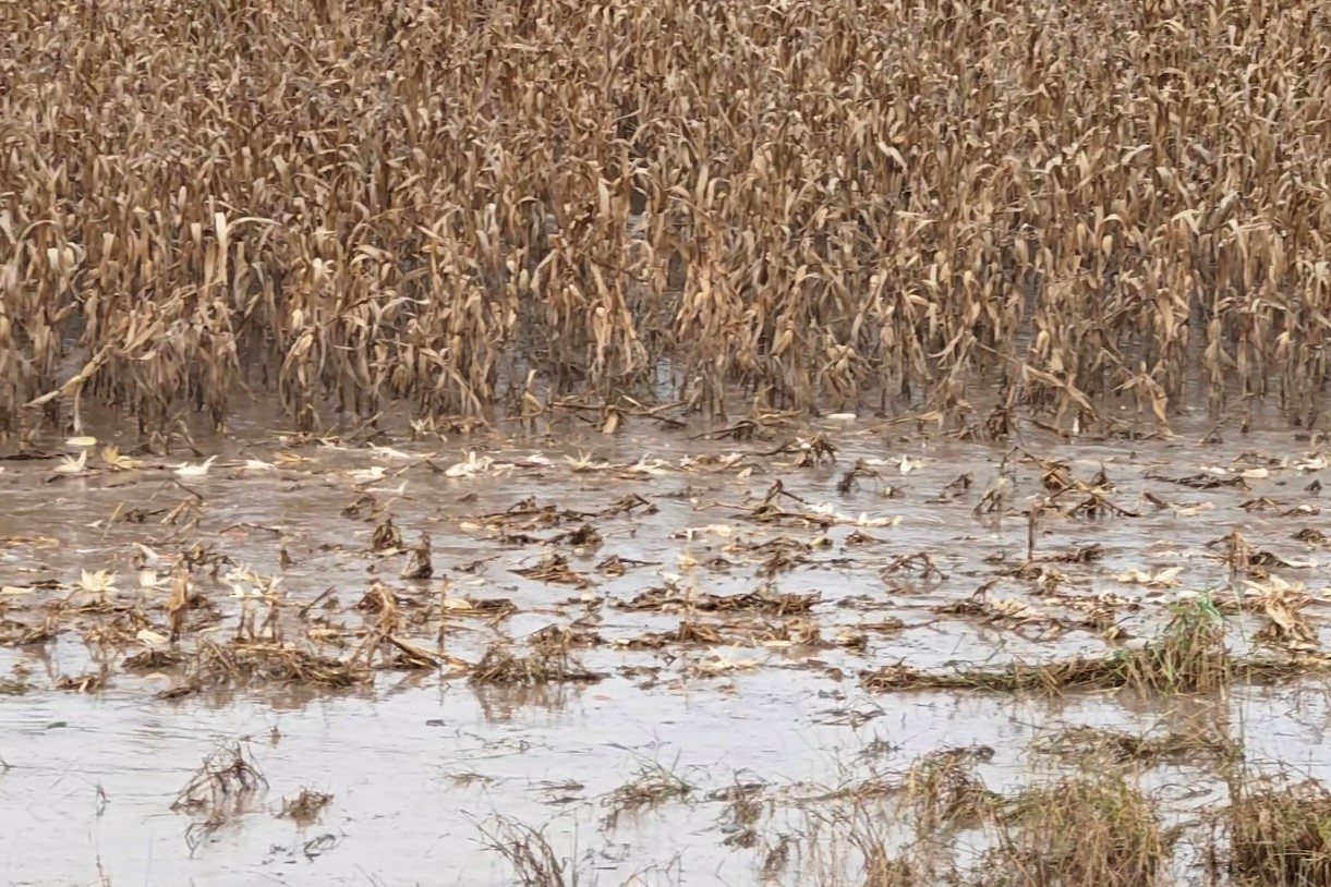 暴雨中的“田間守護者”：沃得農機晝夜奮戰，履帶鐵軍馳援中原秋收